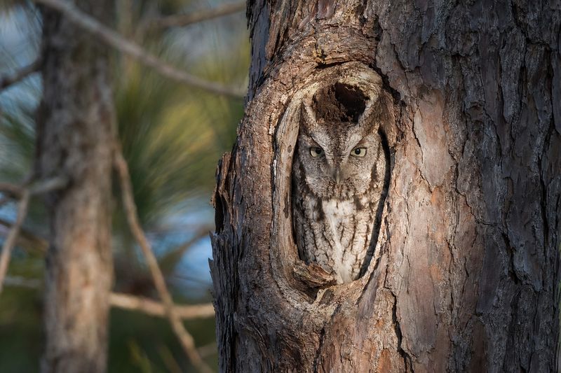 Most Florida Owls Live Here Year-Round Most Florida Owls Live Here Year-Round