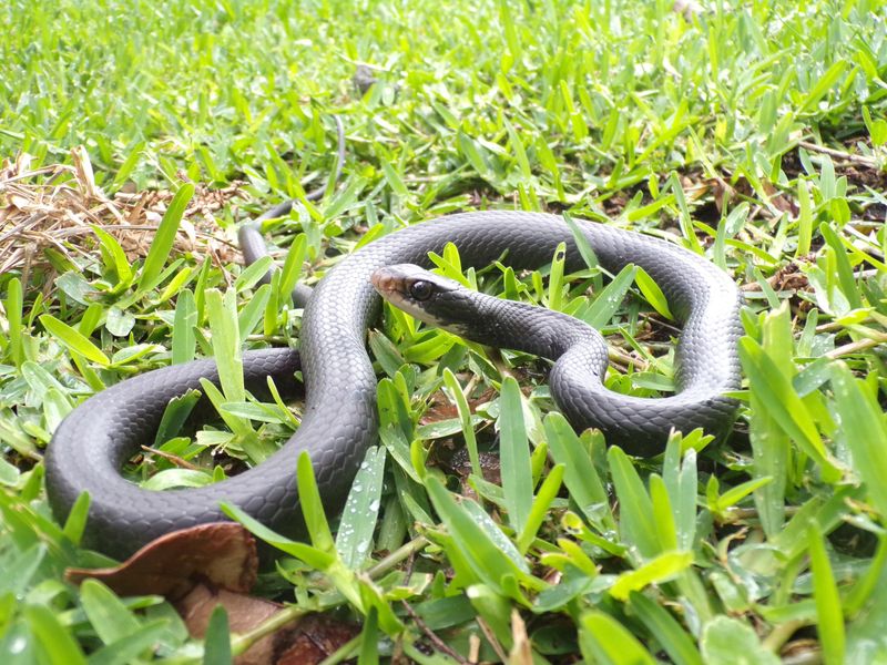 Most Florida Snakes Are Harmless