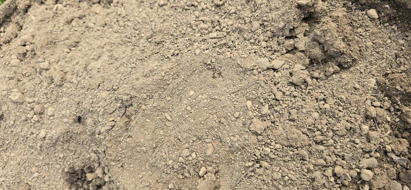 Most Florida Soils Are Low In Organic Matter Most Florida Soils Are Low In Organic Matter