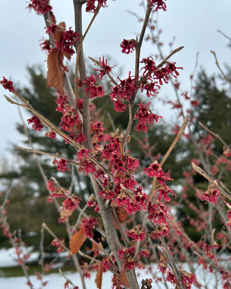 Most Garden Witch Hazels Are Hybrids That Bloom In Winter