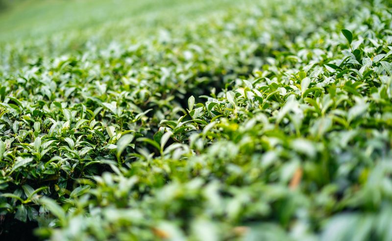 Most Garden Zones Here Are Friendlier To Tea Bushes Than You Expect Most Garden Zones Here Are Friendlier To Tea Bushes Than You Expect