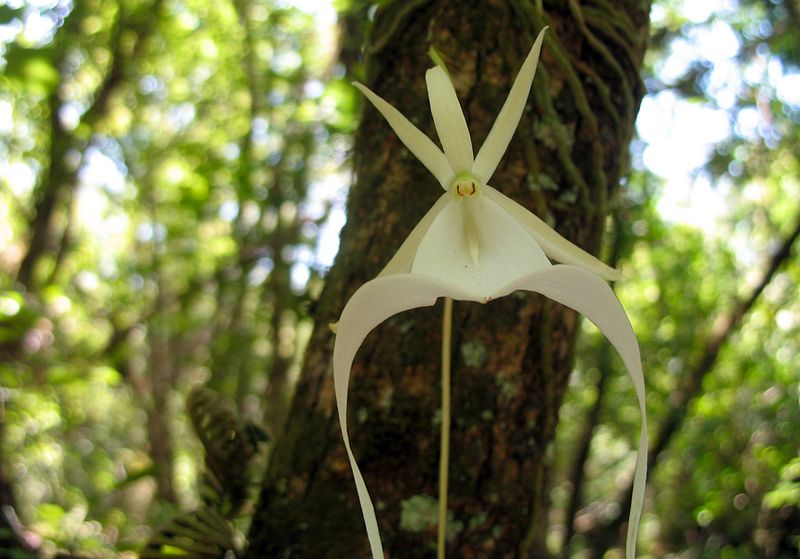 Most Ghost Orchids Grow On The North Side Of Trees