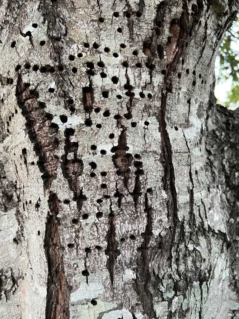 Most Healthy Trees Shrug Off The Damage Just Fine Most Healthy Trees Shrug Off The Damage Just Fine