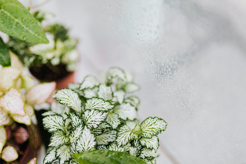 Most Houseplants Prefer Much Moister Air Most Houseplants Prefer Much Moister Air