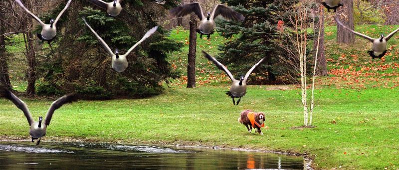 Most Low-Flying Geese Are Making Short Local Trips Most Low-Flying Geese Are Making Short Local Trips