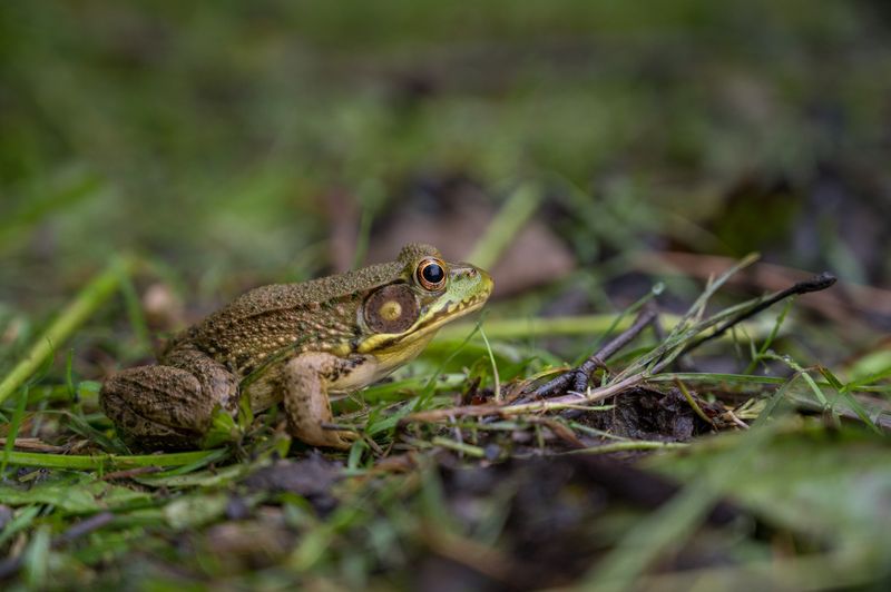 Most Native Reptiles And Amphibians Are Capped At One Per Home