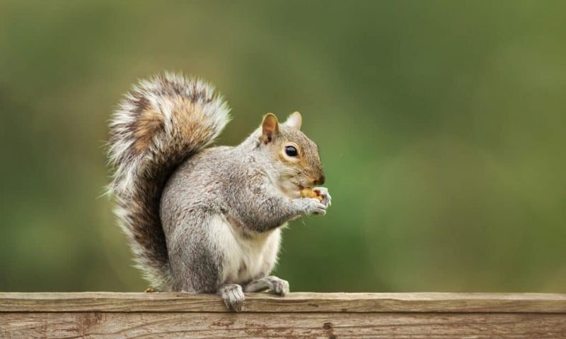 Most Nut Burying Activity Is A Normal Part Of Fall Behavior