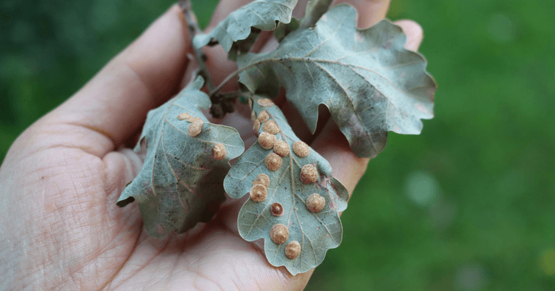 Most Oak Galls Do No Real Harm