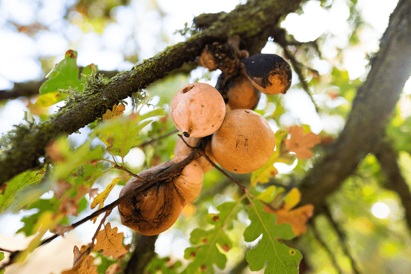 Most Oaks Tolerate Them With Little Lasting Harm Most Oaks Tolerate Them With Little Lasting Harm