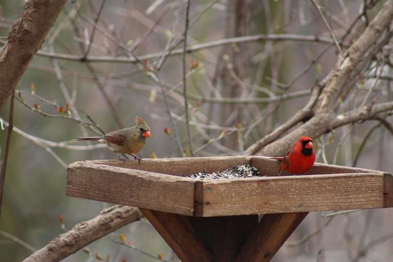 Most Pairs Stay Close To Home Through Winter