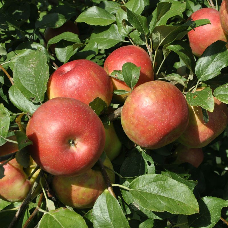 Most Popular Apple Varieties Struggle With Southern Winters