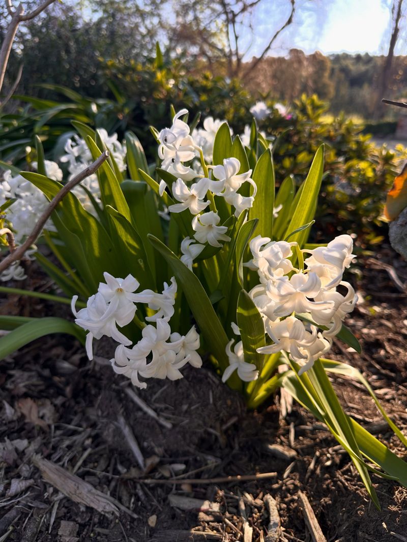 Most Popular Bulbs Need Good Drainage