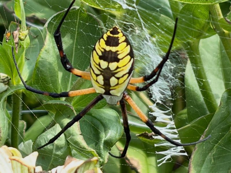 Most Porch Spiders Are Harmless And Helpful Most Porch Spiders Are Harmless And Helpful