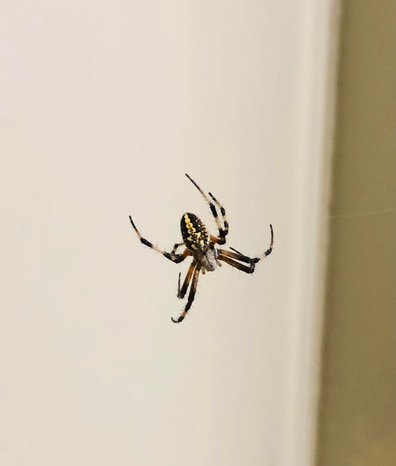 Most Porch Spiders Are Harmless Helpers Most Porch Spiders Are Harmless Helpers