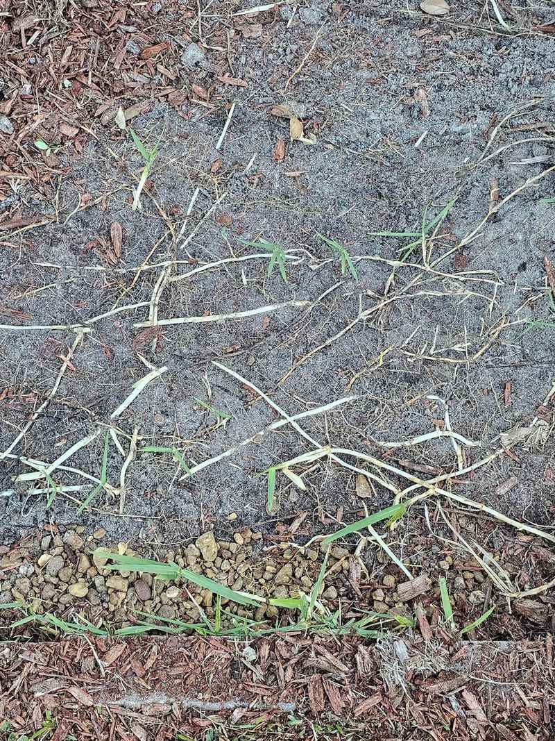 Most Rhizomes Sit In The Top 24 Inches Of Soil