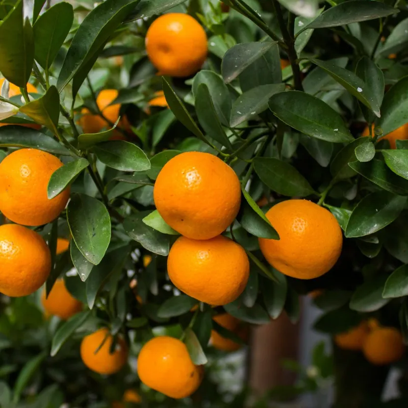 Most Satsumas Ripen In October And November