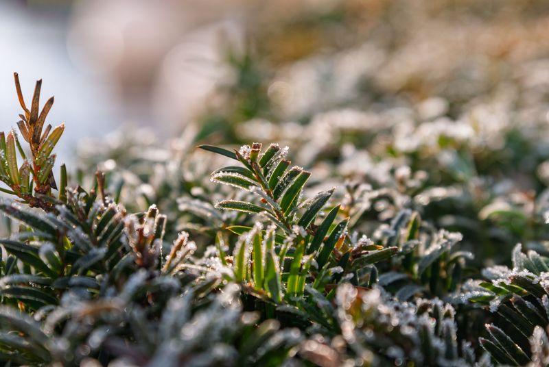 Most Shrubs Will Come Through Just Fine Most Shrubs Will Come Through Just Fine