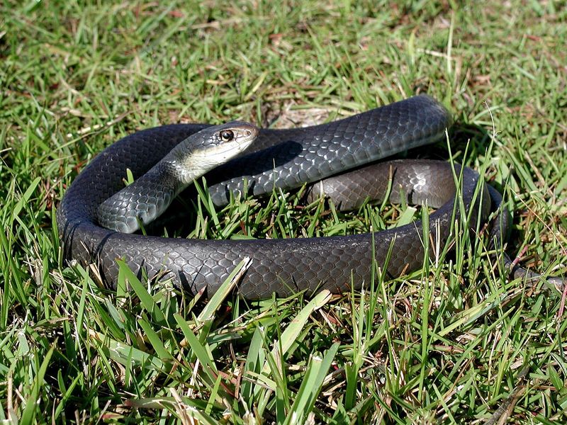 Most Snakes In Florida Yards Are Harmless Most Snakes In Florida Yards Are Harmless