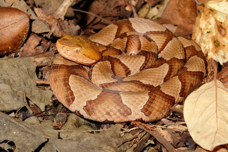 Most Snakes Slithering Through Your Flower Bed Are Harmless