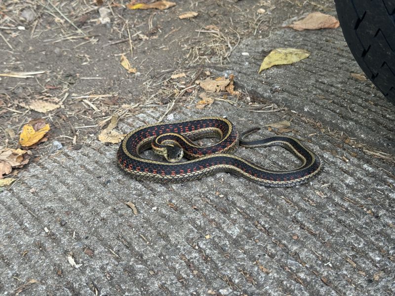 Most Species Seen In Missouri Yards Pose Little Risk To People
