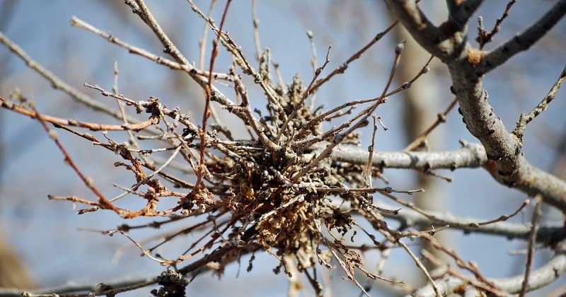 Most Trees Carry Them Without Serious Harm Most Trees Carry Them Without Serious Harm