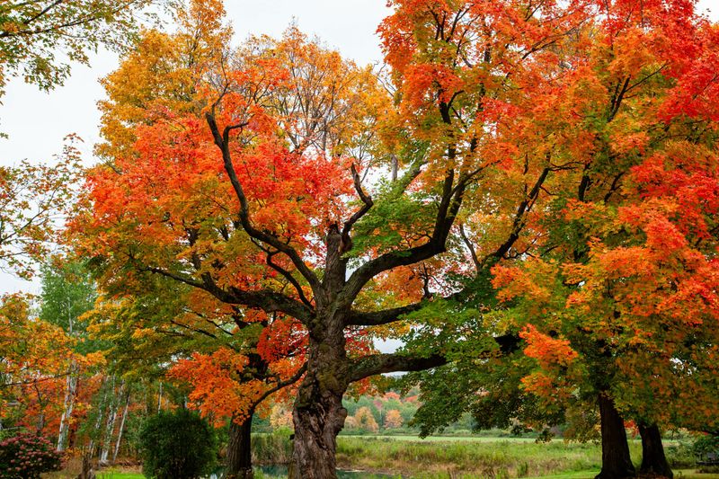Most Trees Shed Their Leaves Over Several Weeks