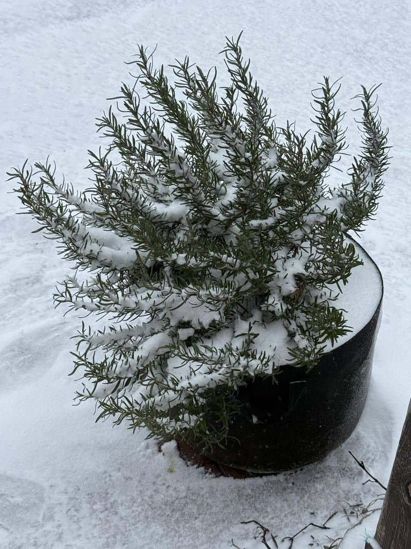 Most Varieties Can’t Handle A New York Winter Most Varieties Can’t Handle A New York Winter
