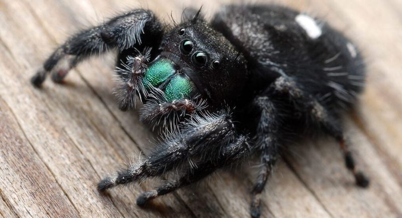 Most Virginia House Spiders Are Harmless Helpers Most Virginia House Spiders Are Harmless Helpers
