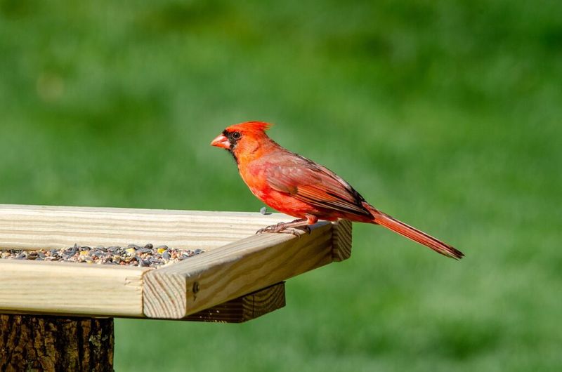 Most Virginians Can Keep Feeding Birds Most Virginians Can Keep Feeding Birds