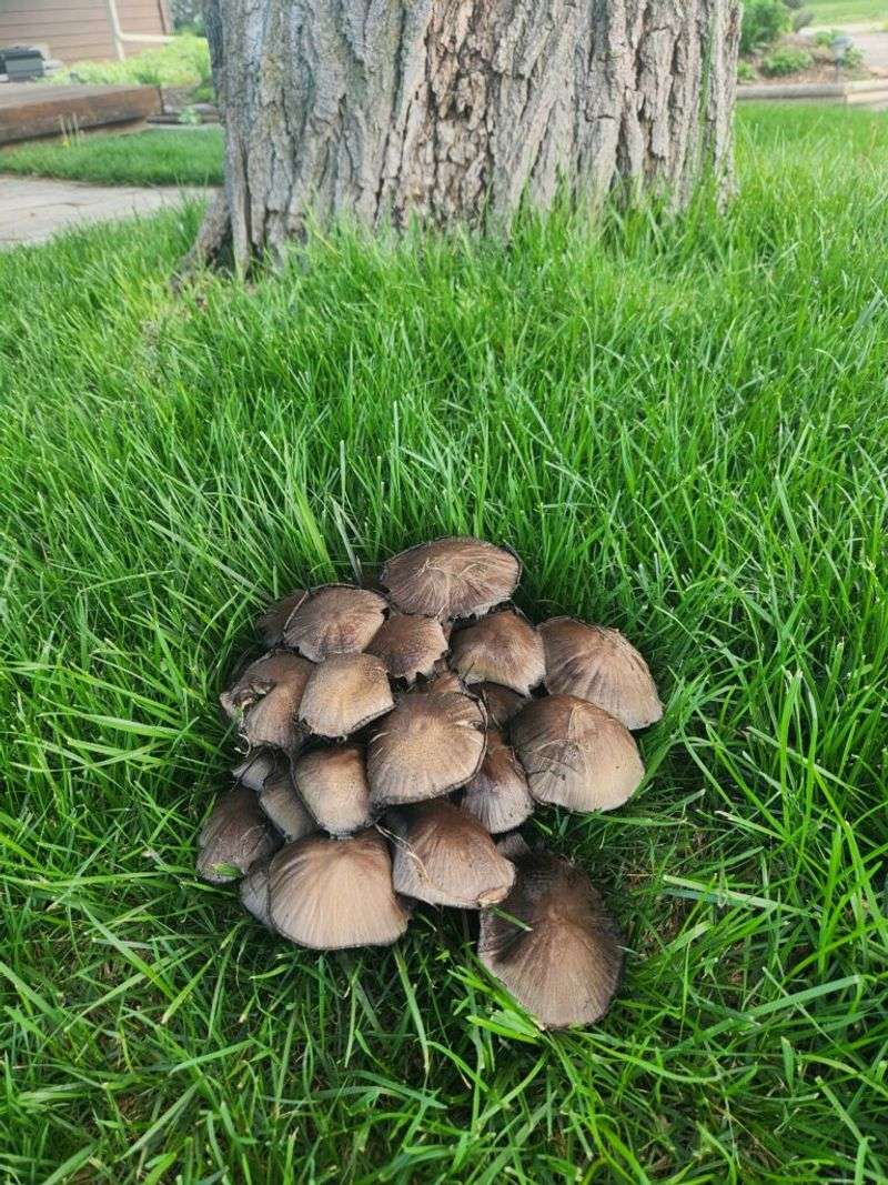 Most Won’t Harm Your Lawn Most Won’t Harm Your Lawn