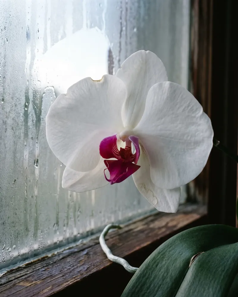 Moth Orchid Thriving In Bathroom Humidity