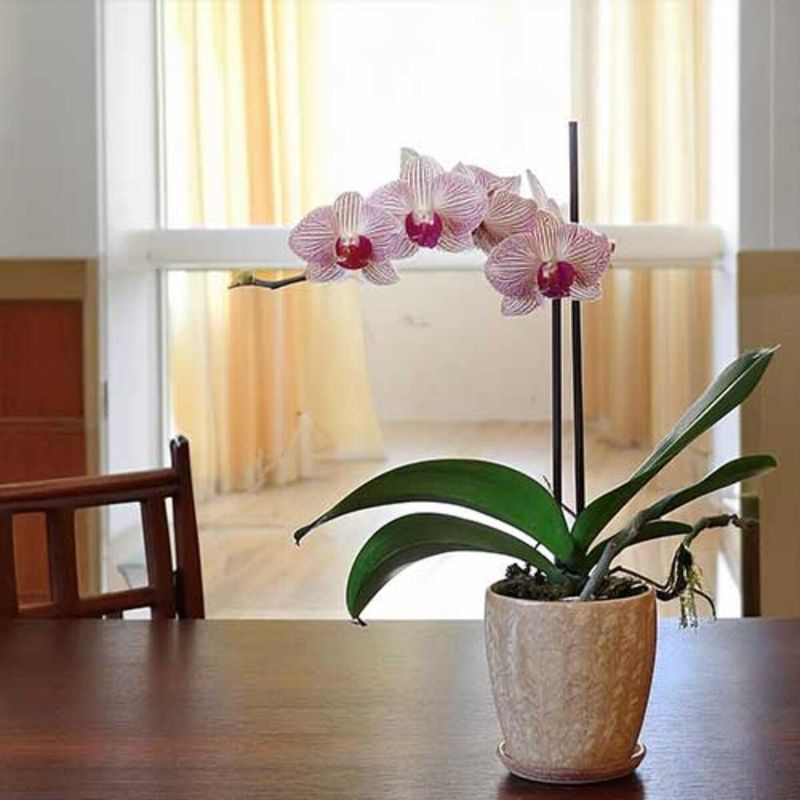 Moth Orchids Are Ready To Come Inside