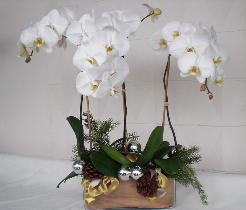 Moth Orchids Make Elegant Holiday Gifts Moth Orchids Make Elegant Holiday Gifts
