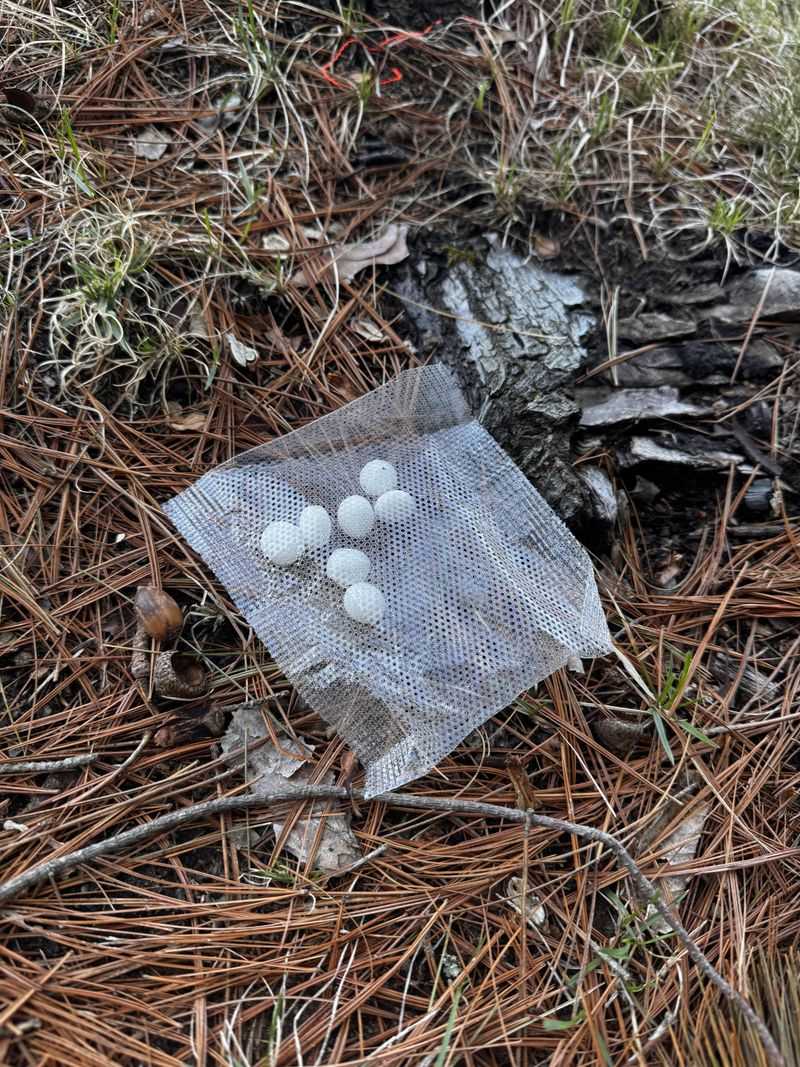 Mothballs Scattered Near Vegetables Can Create Contamination Risks