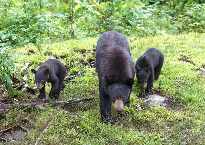 Mother Bears With Cubs Are On The Move Too Mother Bears With Cubs Are On The Move Too