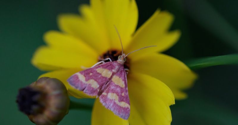 Moths and butterflies are documented visitors Moths and butterflies are documented visitors