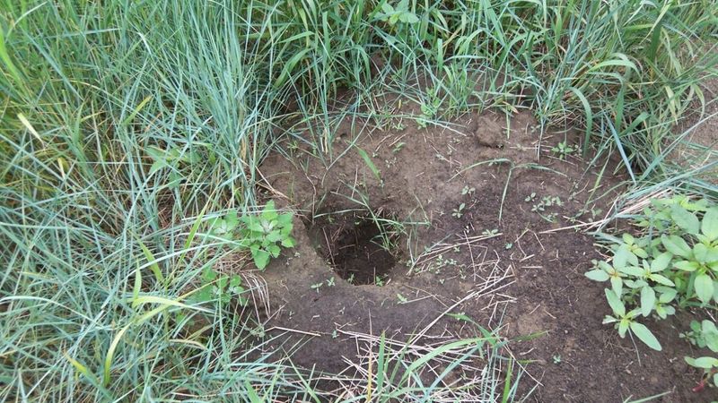 Mound Activity Often Peaks After Rain