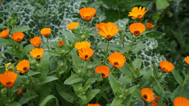 Mountain Gardens Do Better With Spring Planting
