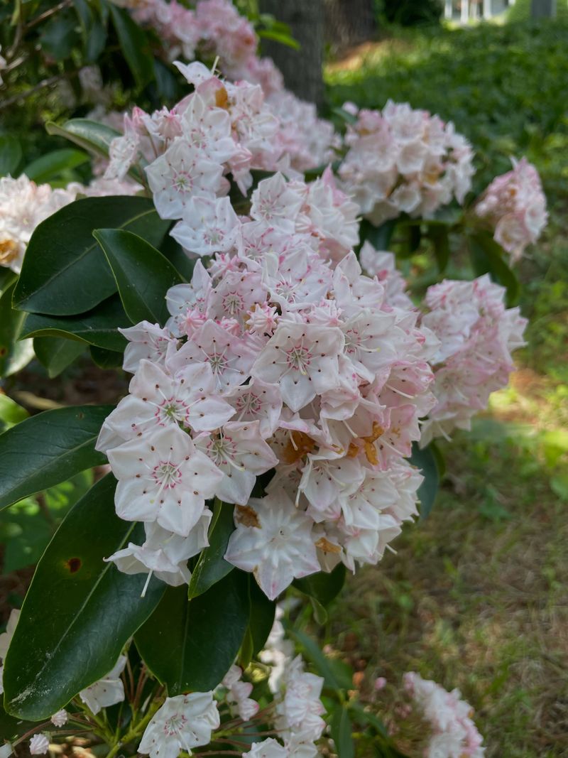 Mountain Laurel