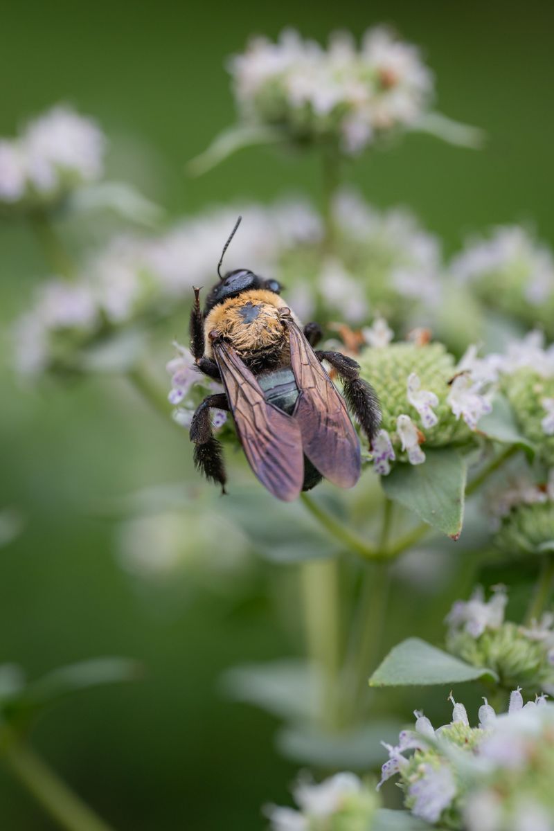 Mountain Mint Builds Pollinator Patches