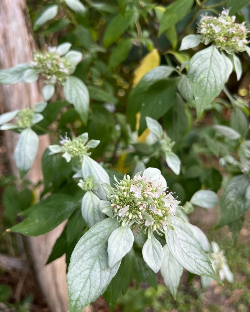 Mountain Mint Buzzes With Tiny Wasps That Hunt Garden Pests Mountain Mint Buzzes With Tiny Wasps That Hunt Garden Pests