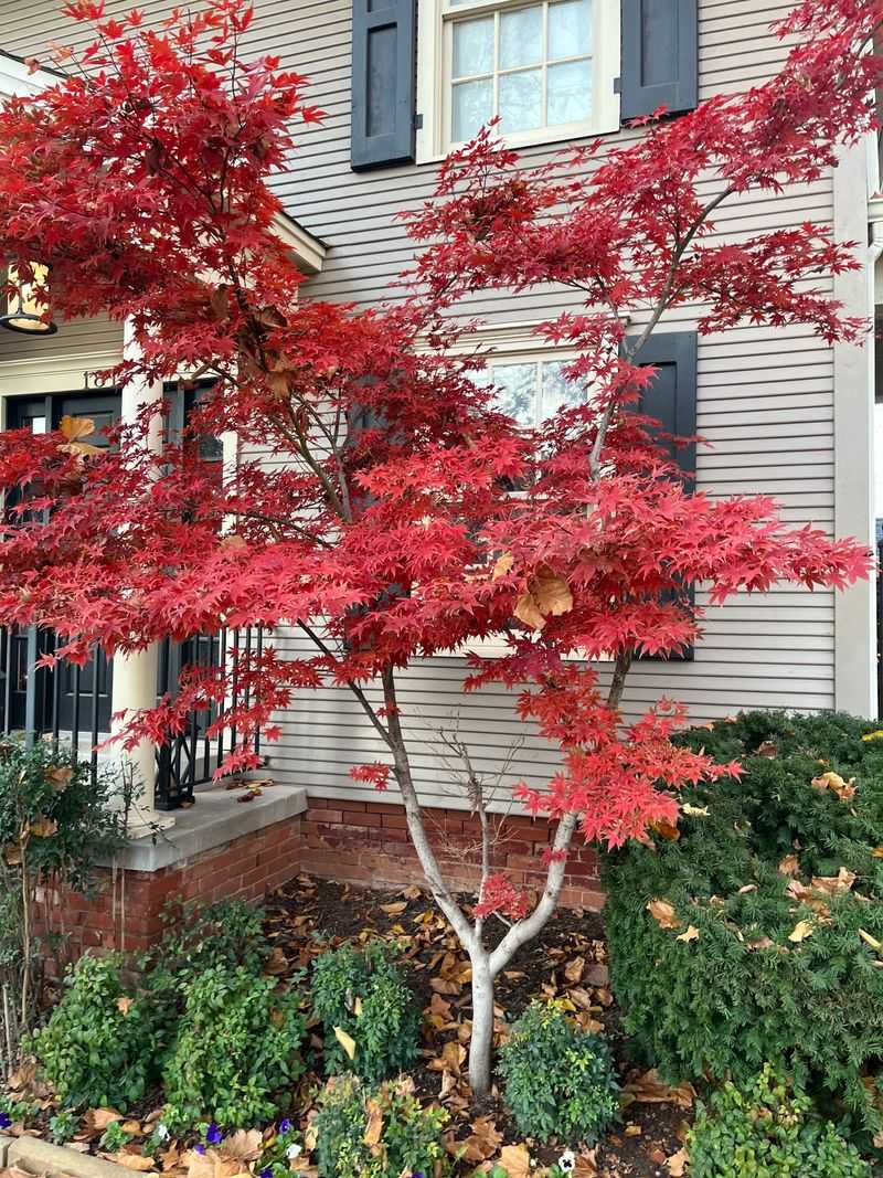 Mountain-Style Fall Color Can Grow Right Beside The Patio Mountain-Style Fall Color Can Grow Right Beside The Patio