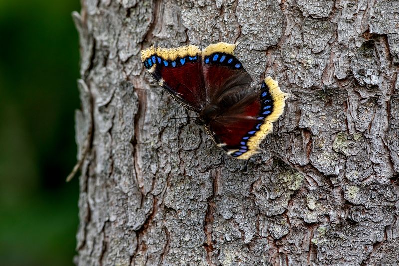 Mourning Cloak Butterflies Wedging Into Cozy Cracks