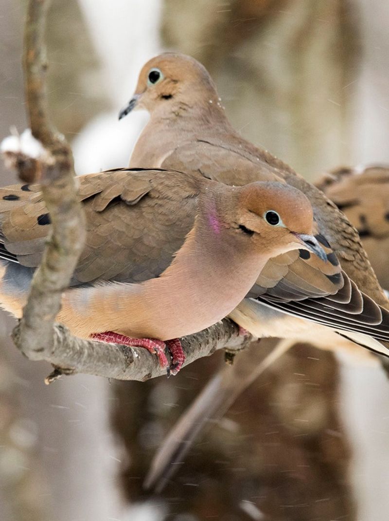 Mourning Doves Roost In Bushy Conifers Too