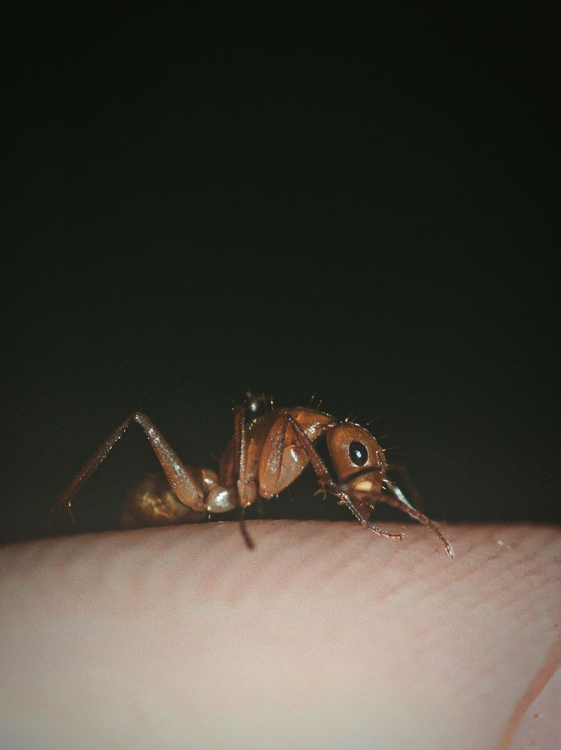 Move Away And Brush Ants Off Quickly