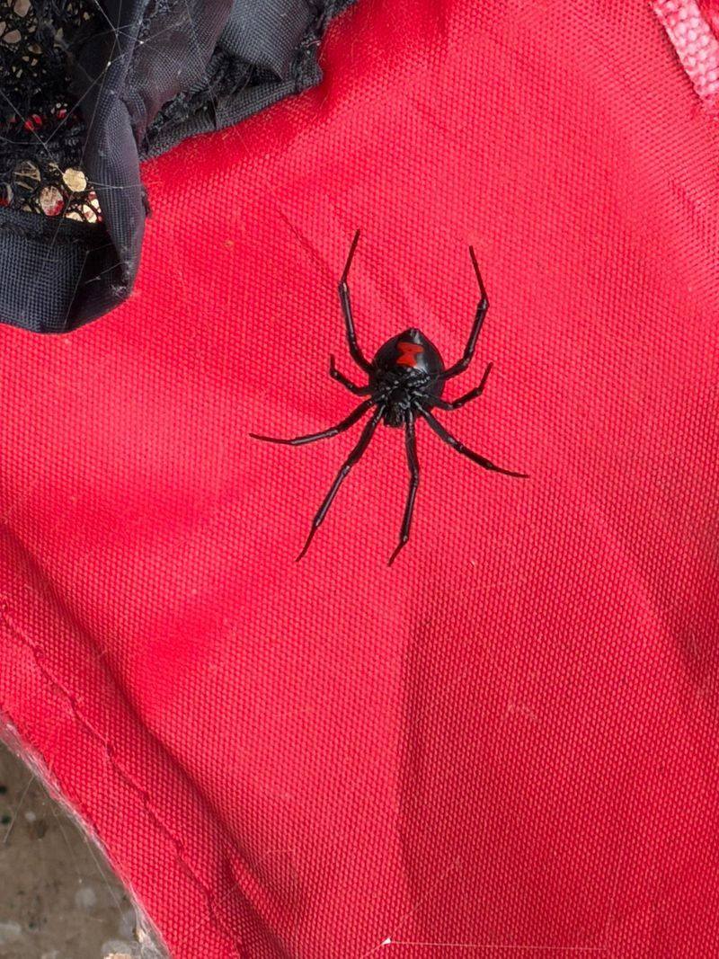 Move Away From The Spider And Stay Calm