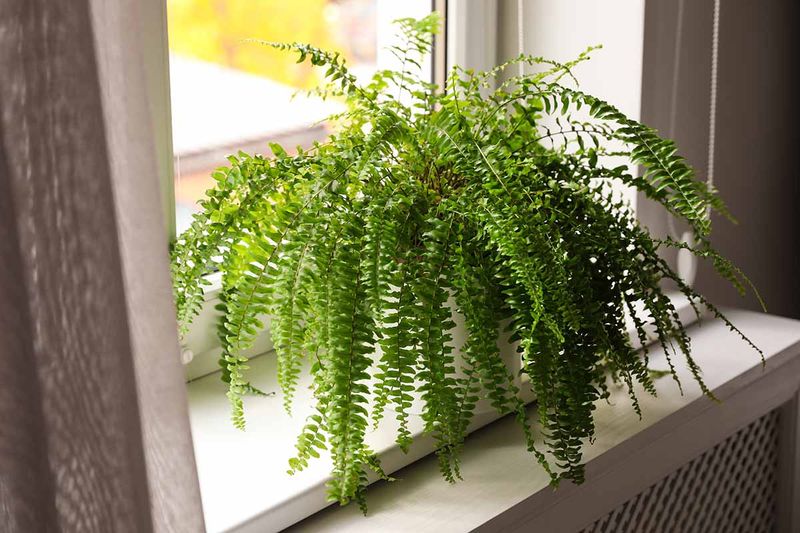 Move Ferns Into The Bathroom For Extra Humidity Move Ferns Into The Bathroom For Extra Humidity