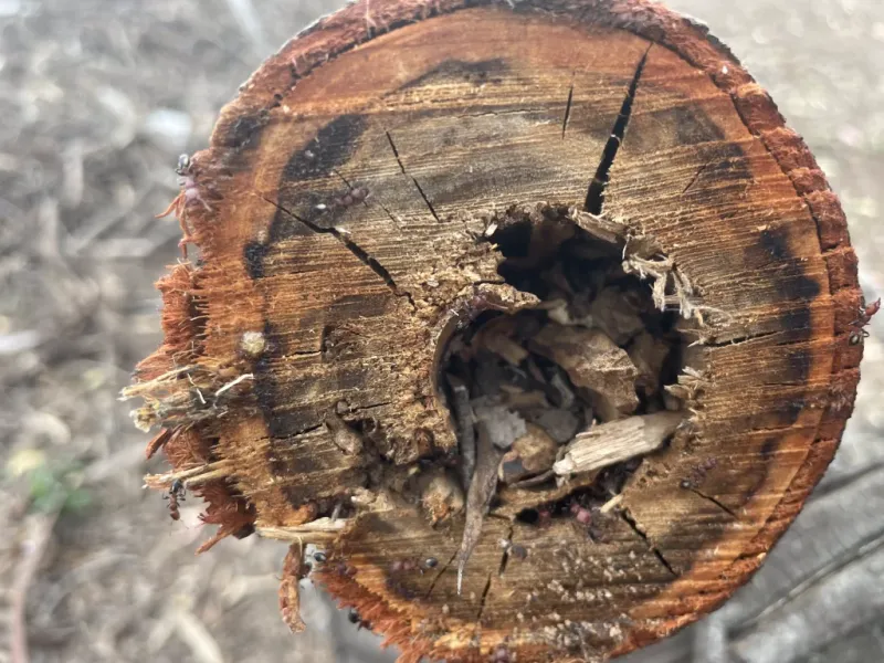 Move Firewood, Compost And Rain Barrels Away From The House Move Firewood, Compost And Rain Barrels Away From The House