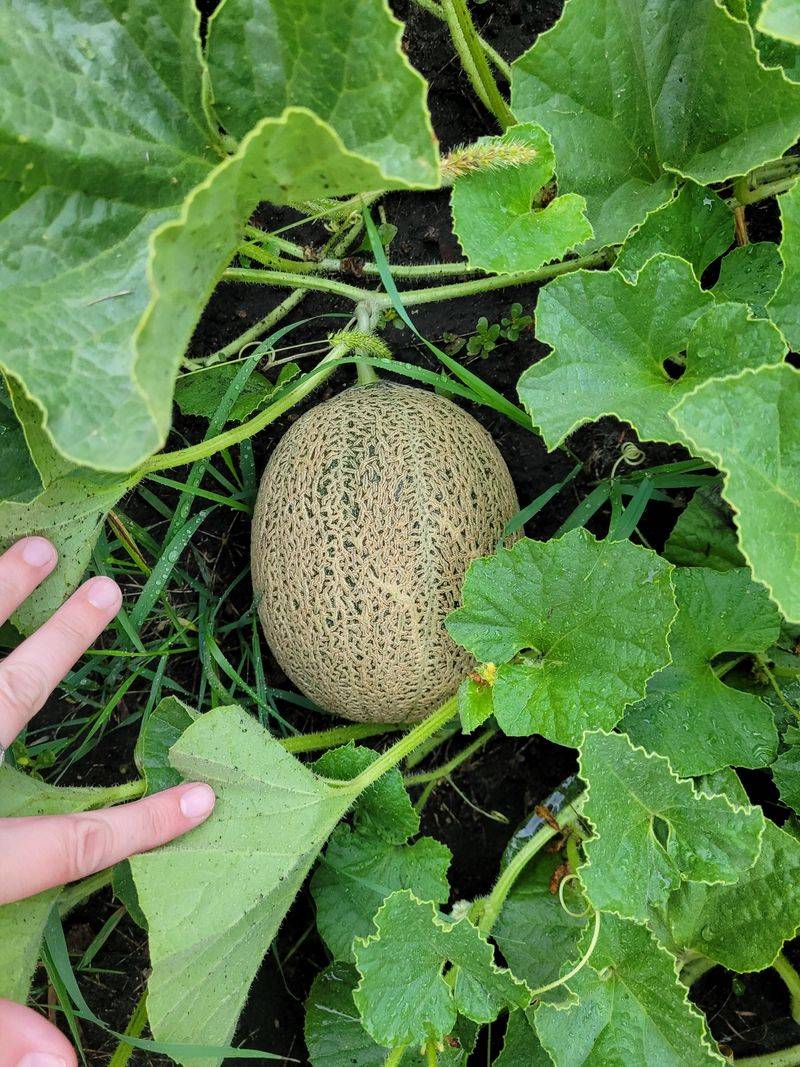 Move Green Melons Indoors To A Warm Windowsill Move Green Melons Indoors To A Warm Windowsill