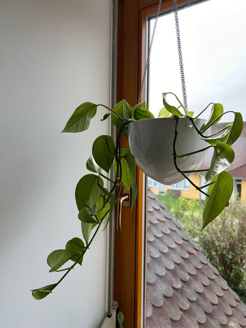 Move It Into Brighter Indirect Light